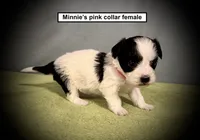 AKC Minnie's Pink Collar Female, a female Havanese for sale in Smithville, MS – 1 of 1