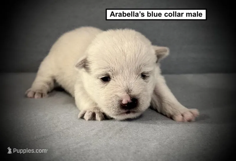 AKC Arabella's Blue Collar Male, a male West Highland White Terrier for sale in Smithville, MS – 1 of 1
