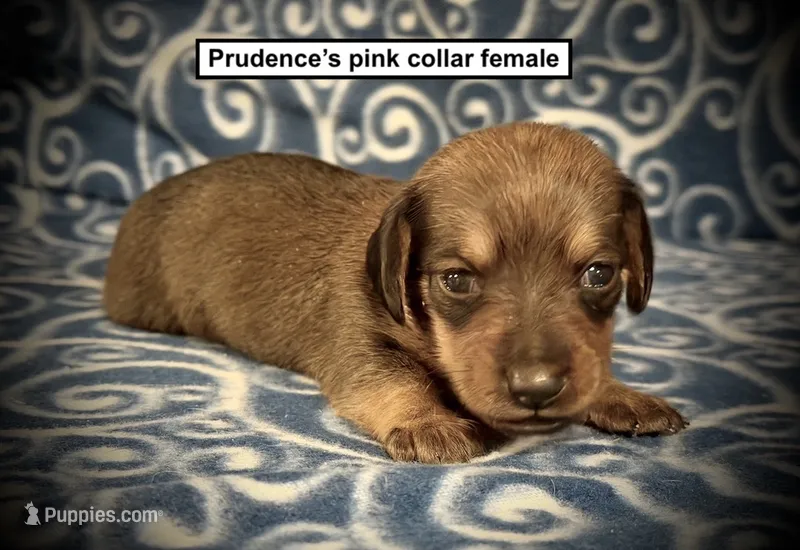 AKC Prudence's Pink Collar Female – Dachshund puppy for sale in Smithville, MS