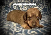 AKC Prudence's Pink Collar Female, a female Dachshund for sale in Smithville, MS – 1 of 1