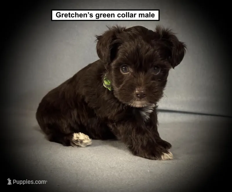 AKC Gretchen's Green Collar Male – Miniature Schnauzer puppy for sale in Smithville, MS