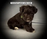 AKC Gretchen's Green Collar Male, a male Miniature Schnauzer for sale in Smithville, MS – 1 of 1