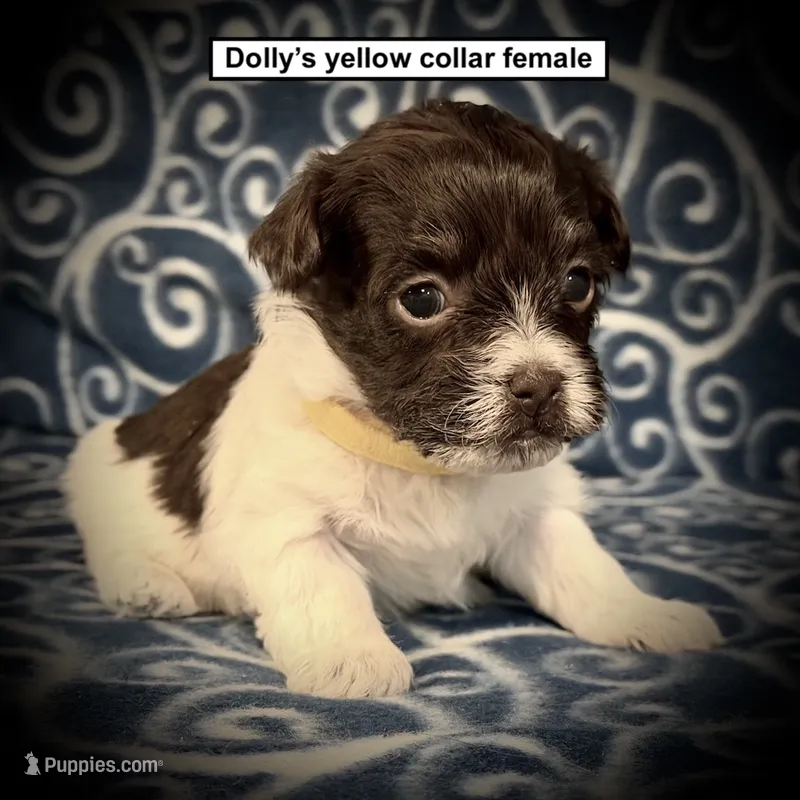 AKC Dolly's Yellow Collar Female – Havanese puppy for sale in Smithville, MS