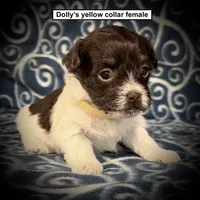 AKC Dolly's Yellow Collar Female, a female Havanese for sale in Smithville, MS – 1 of 1