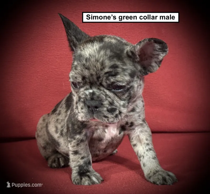AKC Simone's Green Collar Male – French Bulldog puppy for sale in Smithville, MS