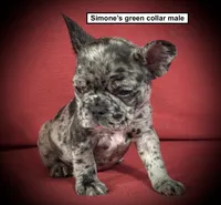 AKC Simone's Green Collar Male, a male French Bulldog for sale in Smithville, MS – 1 of 1