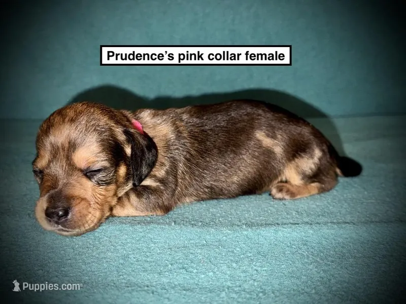 AKC Prudence's Pink Col Female