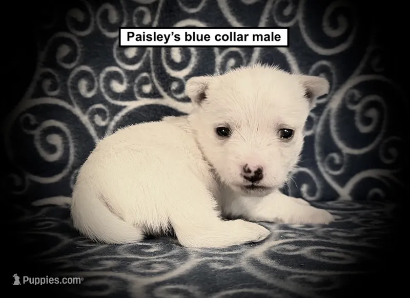 AKC Paisley's Blue Collar Male – West Highland White Terrier puppy for sale in Smithville, MS