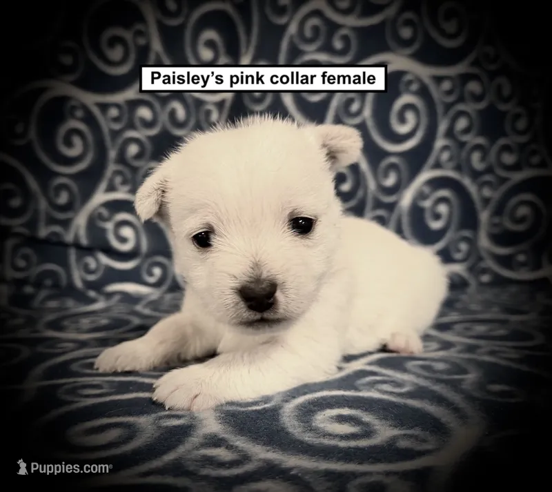 AKC Paisley's Pink Collar Female – West Highland White Terrier puppy for sale in Smithville, MS