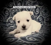 AKC Paisley's Pink Collar Female, a female West Highland White Terrier for sale in Smithville, MS – 1 of 1
