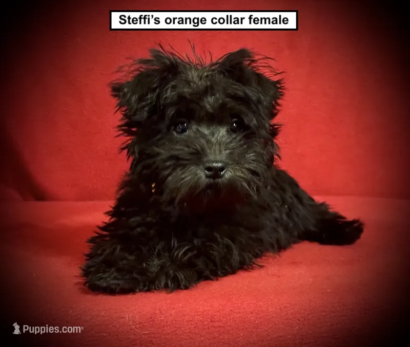 AKC Steffi's Orange Collar Female – Miniature Schnauzer puppy for sale in Smithville, MS