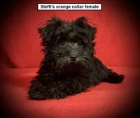 AKC Steffi's Orange Collar Female, a female Miniature Schnauzer for sale in Smithville, MS – 1 of 1