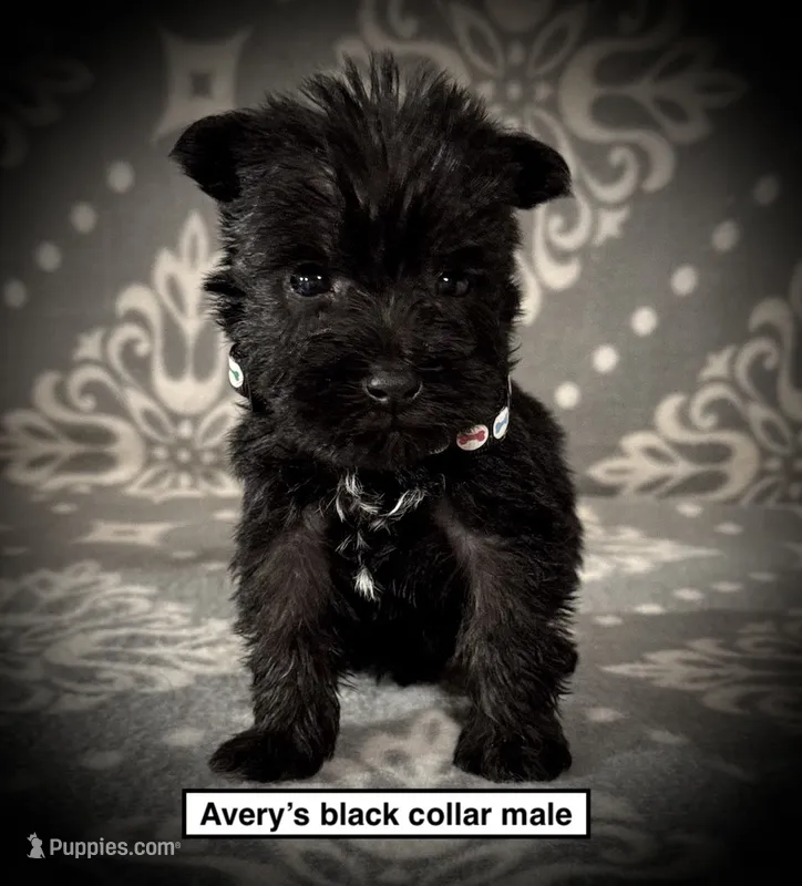 AKC Avery's Black Col Male