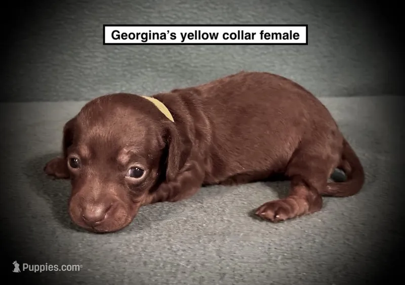 AKC Georgina's Yellow Col Female – Dachshund puppy for sale in Smithville, MS