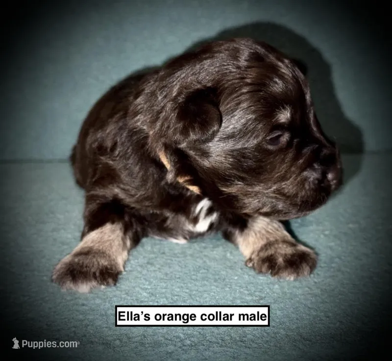AKC Ella's Orange Col male – Miniature Schnauzer puppy for sale in Smithville, MS