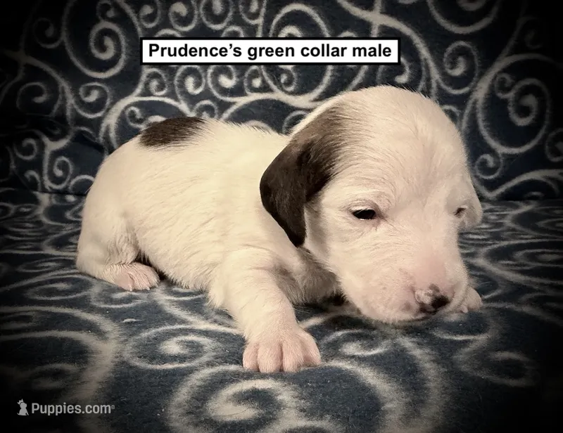 AKC Prudence's Green Collar Male – Dachshund puppy for sale in Smithville, MS