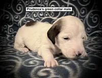 AKC Prudence's Green Collar Male, a male Dachshund for sale in Smithville, MS – 1 of 1