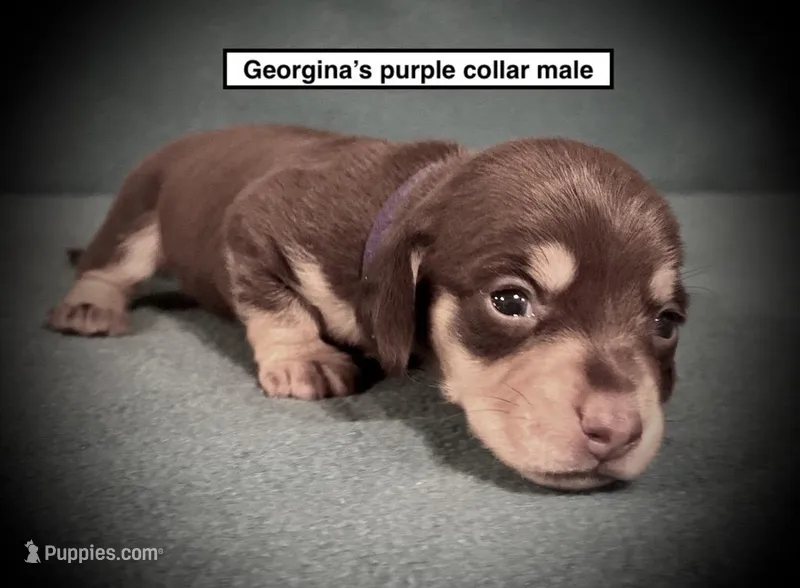 AKC Georgina's Purple Col Male – Dachshund puppy for sale in Smithville, MS