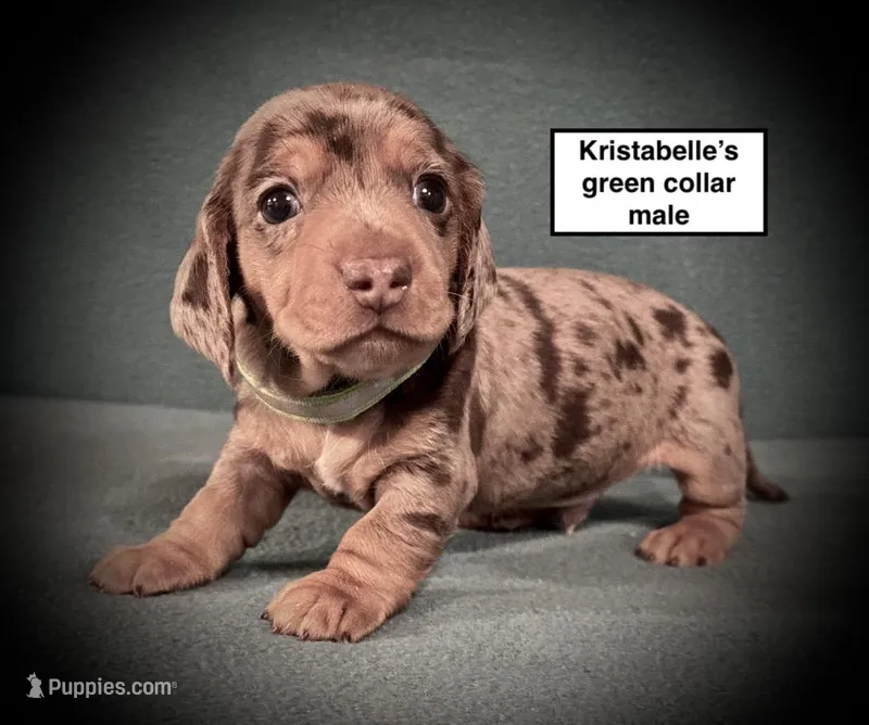 AKC Kristabelle's Green Col Male