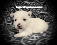 AKC Paisley's Yellow Collar Female, a female West Highland White Terrier for sale in Smithville, MS – 1 of 1