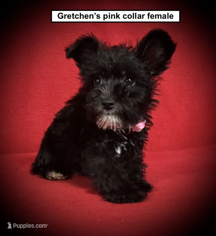 AKC Gretchen's Pink Collar Female – Miniature Schnauzer puppy for sale in Smithville, MS
