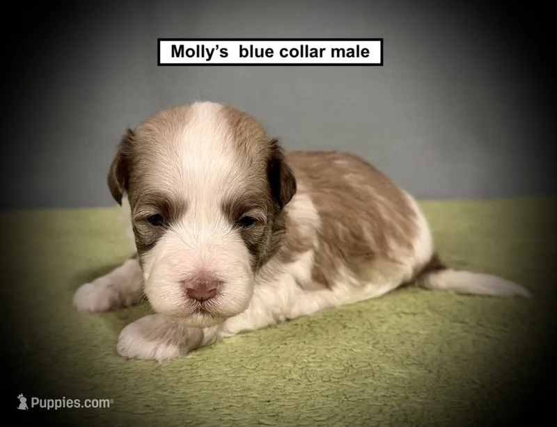 AKC Molly's Blue Collar Male – Havanese puppy for sale in Smithville, MS