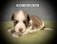 AKC Molly's Blue Collar Male, a male Havanese for sale in Smithville, MS – 1 of 1