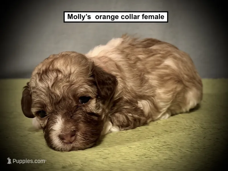 AKC Molly's Orange Collar Female – Havanese puppy for sale in Smithville, MS