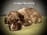 AKC Molly's Orange Collar Female, a female Havanese for sale in Smithville, MS – 1 of 1