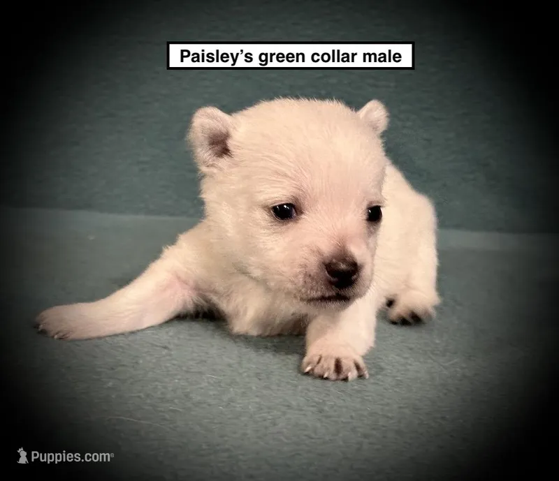 AKC Paisley's Green Col Male