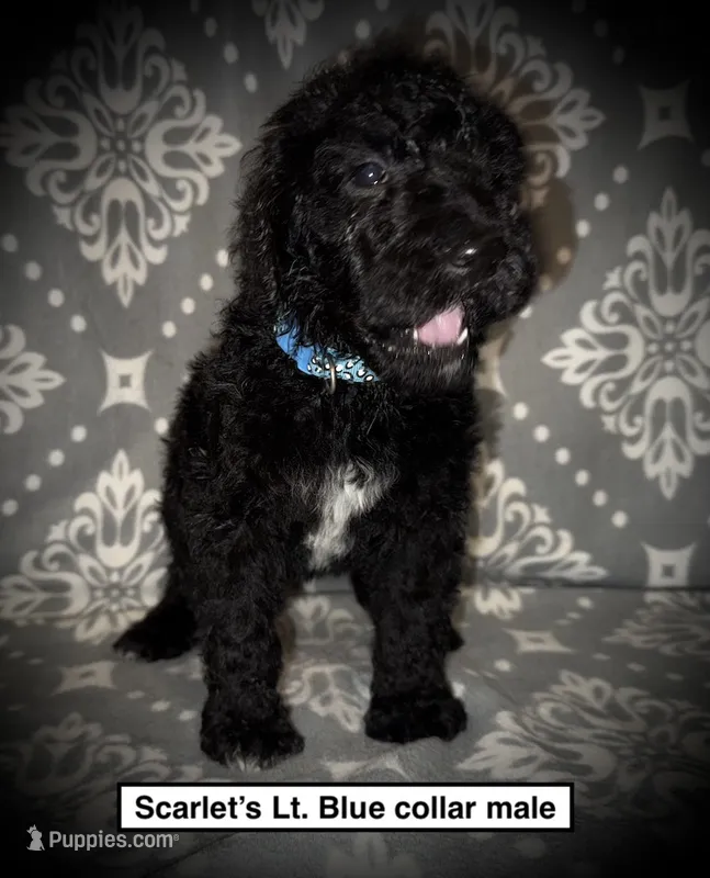 AKC Scarlet's Lt. Blue C Male