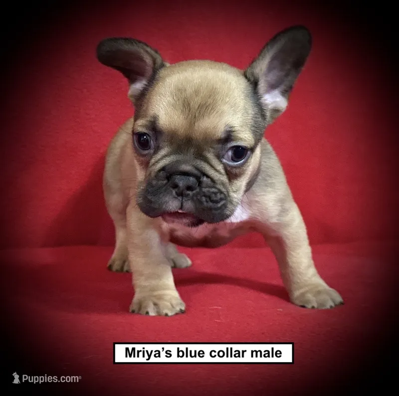 AKC Mriya's Blue Collar Male – French Bulldog puppy for sale in Smithville, MS