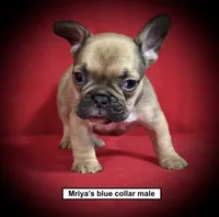 AKC Mriya's Blue Collar Male, a male French Bulldog for sale in Smithville, MS – 1 of 1