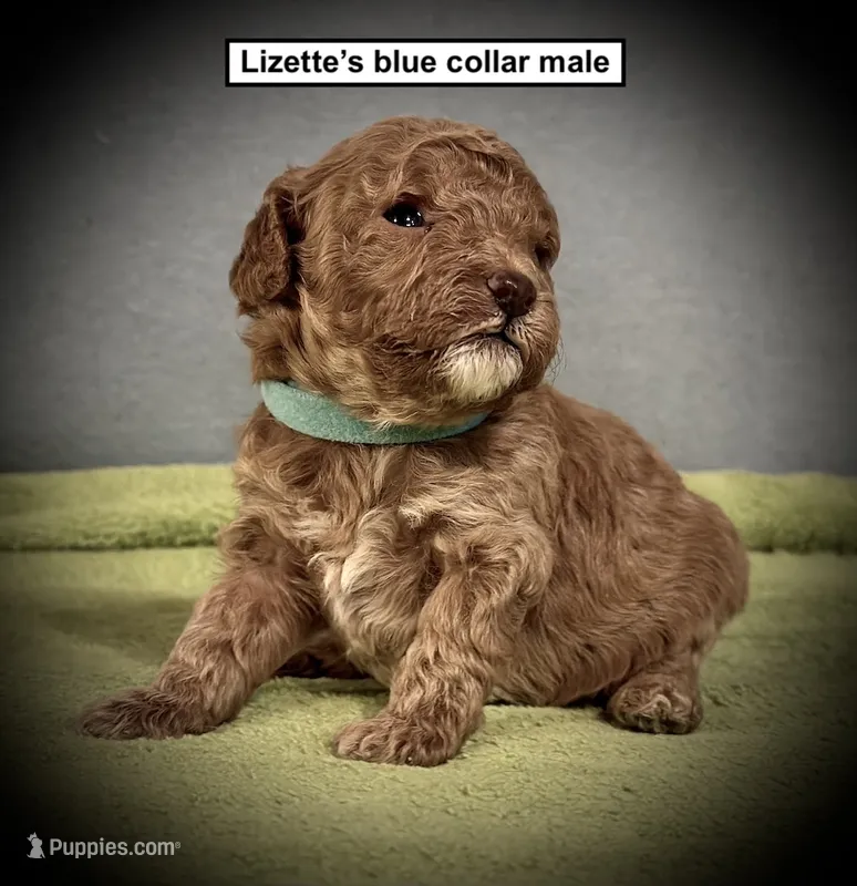 AKC Lizette's Blue Collar Male – Poodle - Toy  puppy for sale in Smithville, MS