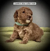 AKC Lizette's Blue Collar Male, a male Poodle - Toy  for sale in Smithville, MS – 1 of 1