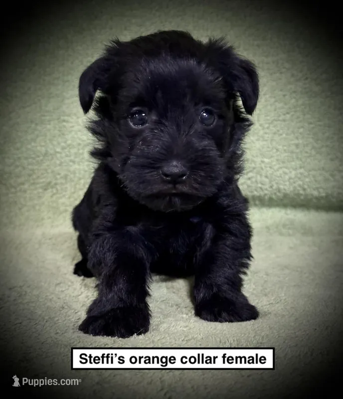 AKC Steffi's Orange Collar Female – Miniature Schnauzer puppy for sale in Smithville, MS