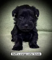AKC Steffi's Orange Collar Female, a female Miniature Schnauzer for sale in Smithville, MS – 1 of 1
