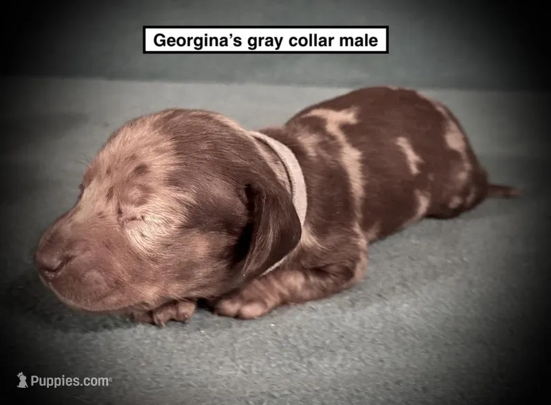 AKC Georgina's Grey Col Male – Dachshund puppy for sale in Smithville, MS