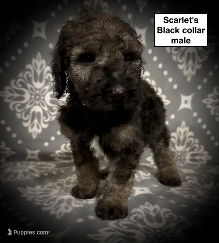 AKC Scarlet's Black Col Male