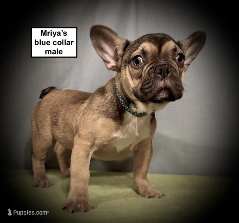 AKC Mriya's Blue Collar Male – French Bulldog puppy for sale in Smithville, MS