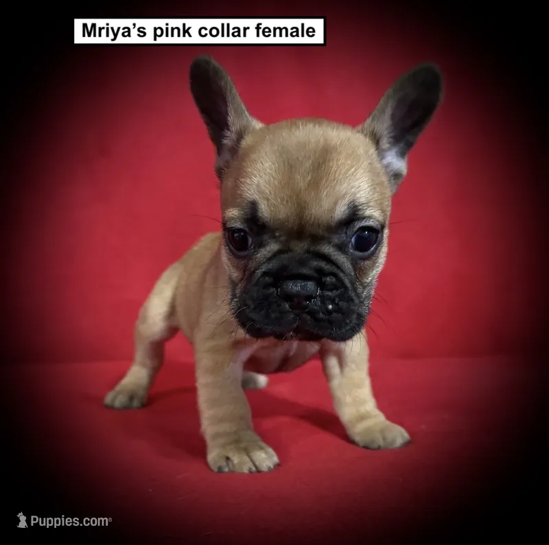 AKC Mriya's Pink Col Female – French Bulldog puppy for sale in Smithville, MS
