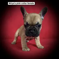 AKC Mriya's Pink Col Female, a female French Bulldog for sale in Smithville, MS – 1 of 1