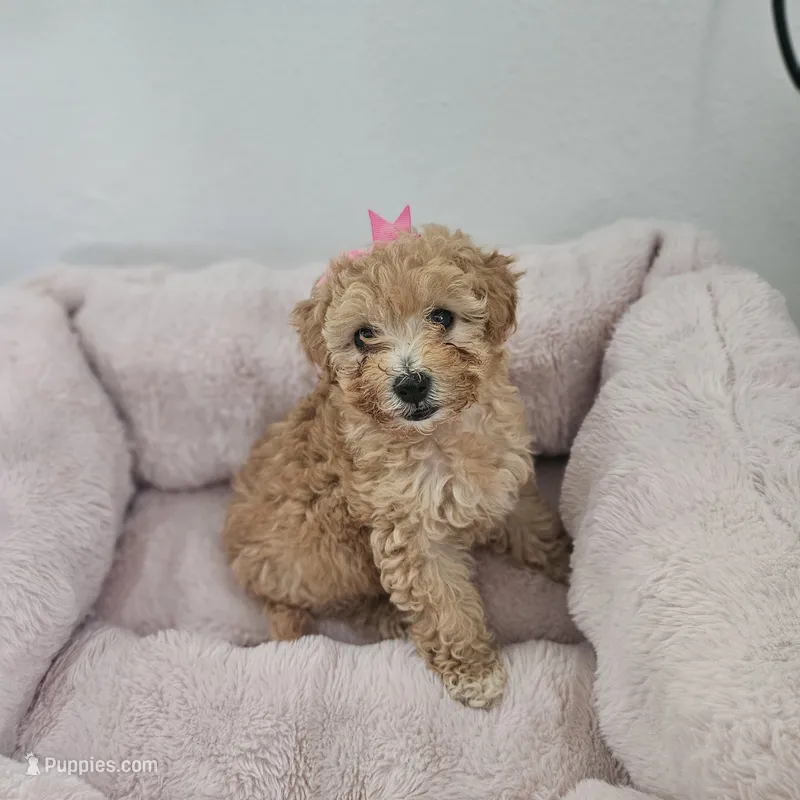 Canela  – Poodle - Toy  puppy for sale in Dallas, TX