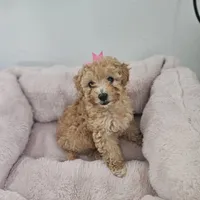 Canela , a female Poodle - Toy  for sale in Dallas, TX – 1 of 2