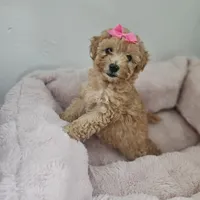 Canela , a female Poodle - Toy  for sale in Dallas, TX – 2 of 2