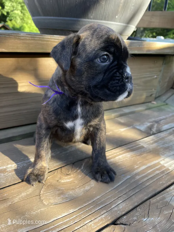 Purple – Boxer puppy for sale in Linesville, PA