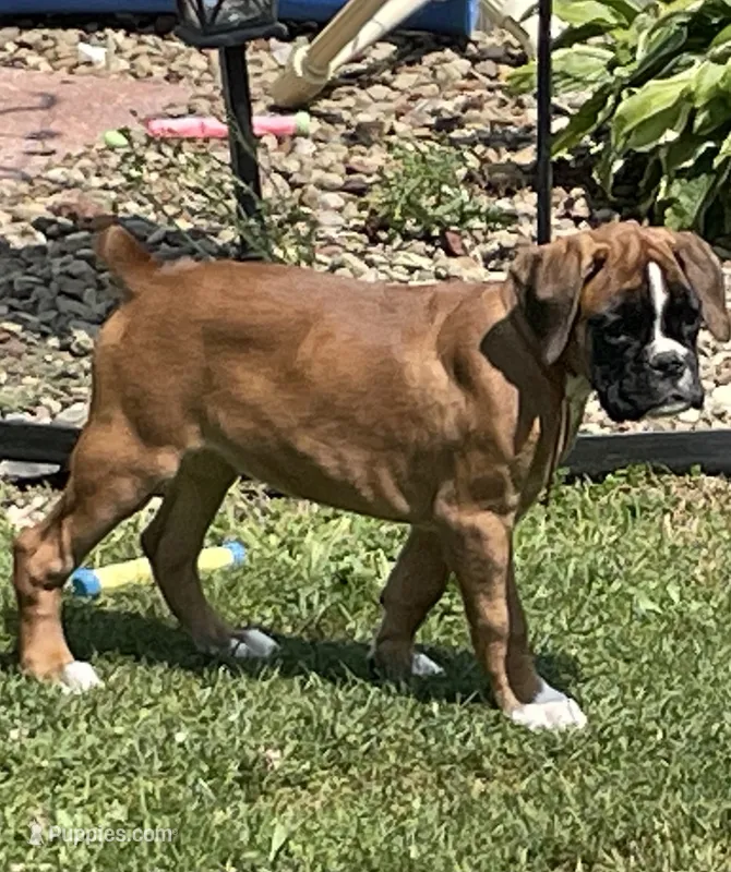 Red – Boxer puppy for sale in Linesville, PA