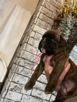 Pink, a female Boxer for sale in Linesville, PA – 2 of 10