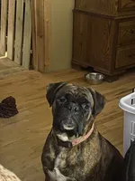 Red, a female Boxer for sale in Linesville, PA – 2 of 3