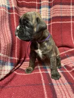 Purple, a female Boxer for sale in Linesville, PA – 4 of 8